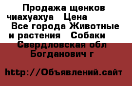 Продажа щенков чиахуахуа › Цена ­ 12 000 - Все города Животные и растения » Собаки   . Свердловская обл.,Богданович г.